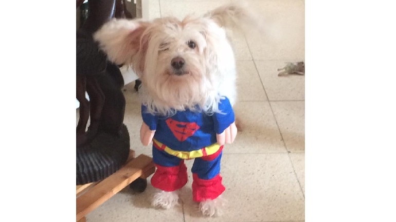 Photo de trnder linniemouse