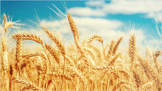 ...en bevat dubbel zoveel proteïnen die het hongergevoel tegengaat. In het...