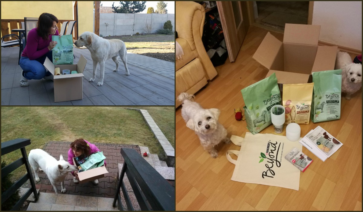 Na začátku projektu jste obrdželi projektové balíčky. U rozbalování vám pomáhali i vaši pejsci!:)