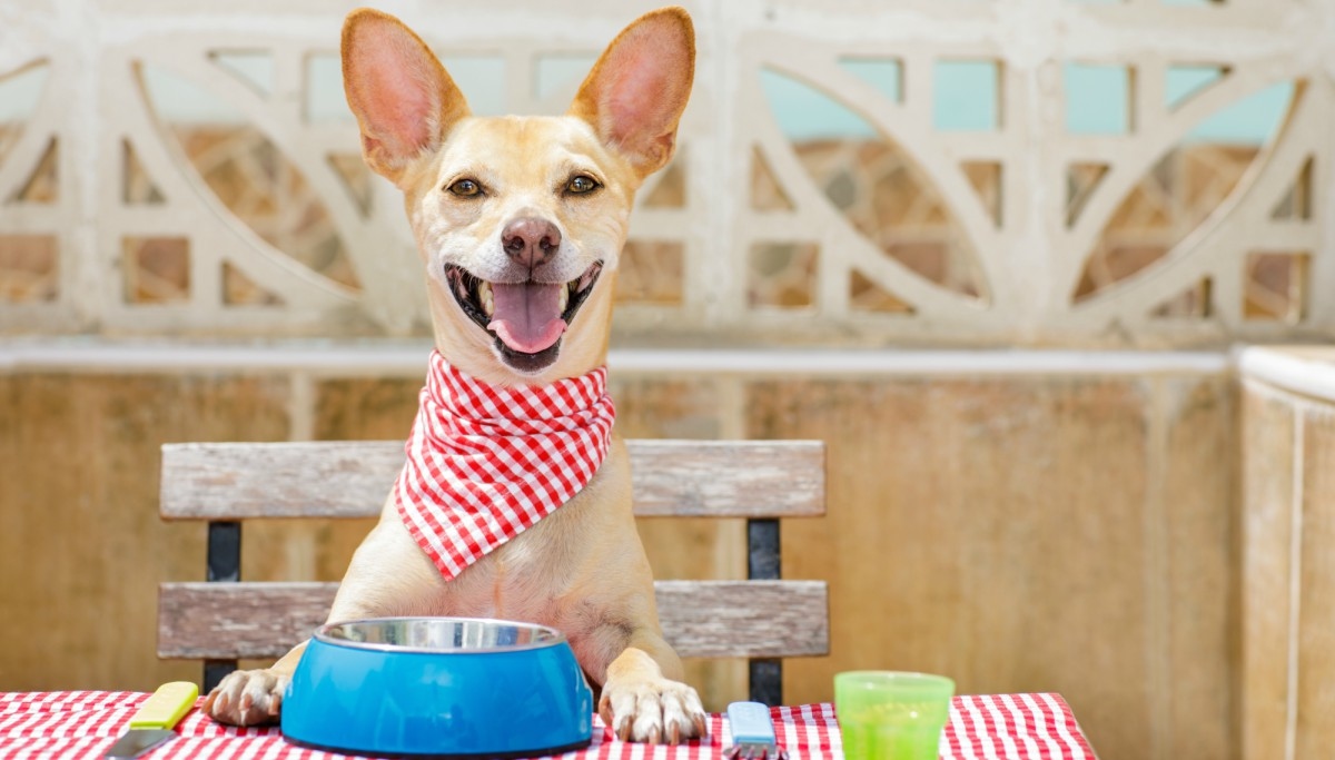 Přechod na nové krmivo by měl být vždy postupný, abychom zabránili zažívacím potížím.