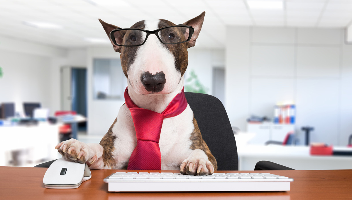 Poslechntěte, co o krmivu mlaskají vaši pejsci a vzplňte za ně recenzi!