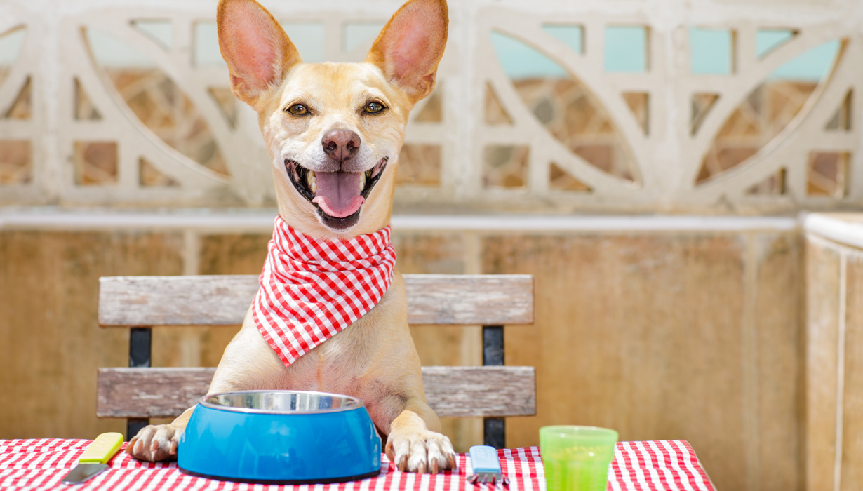 V projektu naši mazlíčci ochutnají suché krmivo Beyond - v dostání ve dvou příchutích: jehněčí a losos