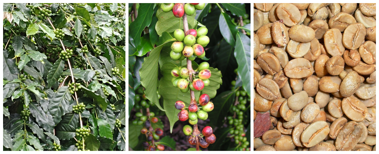 Plody a neupražená semena kávy