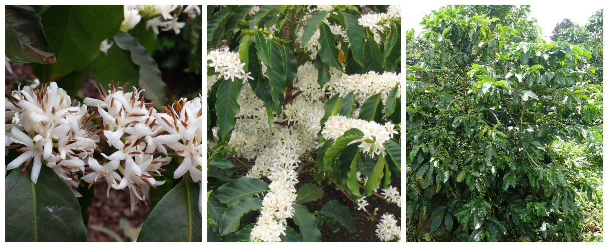 Květ kávovníku a strom s plody