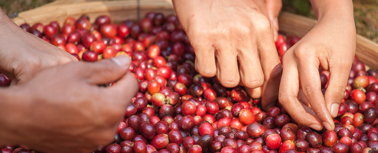 ...které jsou poté dále zpracovávány.