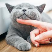 Gratis Sheba Katzenfutter Proben Österreich in der trnd community