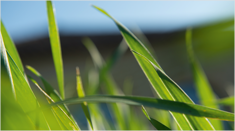 Die Arzneipflanze des Jahres 2017: Der Rhealba® Junghafer - Avena Sativa.