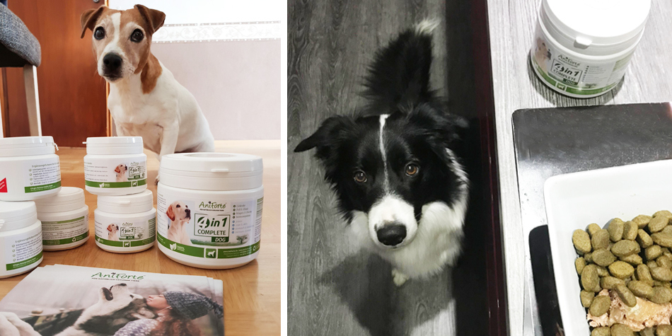 AniForte®: Echte Experten.