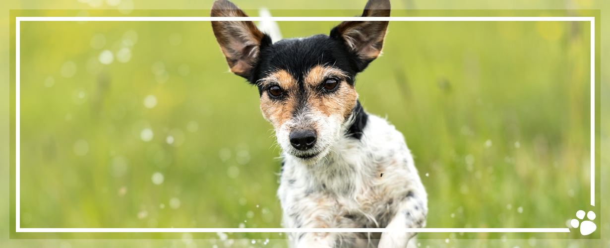 … und seinen gesamten Bewegungsapparat. Für mehr Freude an Bewegung und mehr Spaß beim gemeinsamen Toben und Spielen.