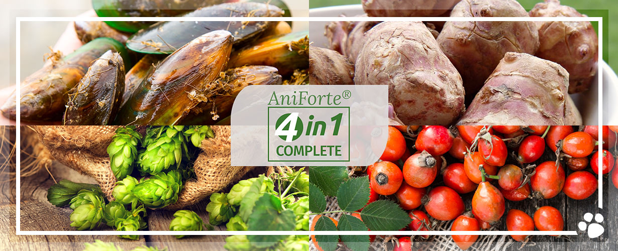 Wertvolle Inhaltsstoffe von Hagebutten, Topinambur, neuseeländischer Grünlippenmuscheln und Bierhefe unterstützen Deinen Hund …