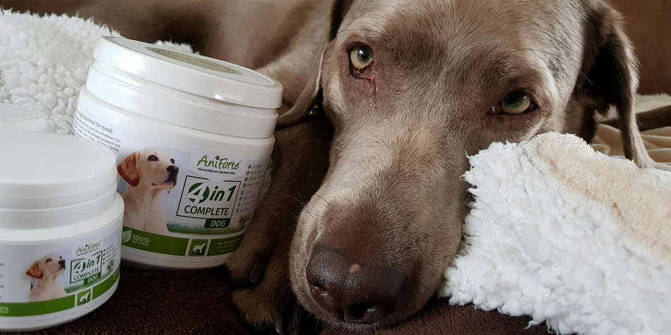 AniForte: Meinungen und Ergebnisse