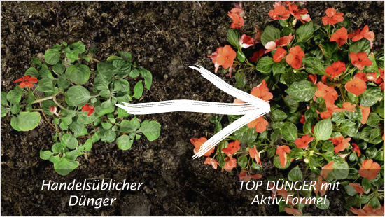 Bayer Garten TOP DÜNGER
