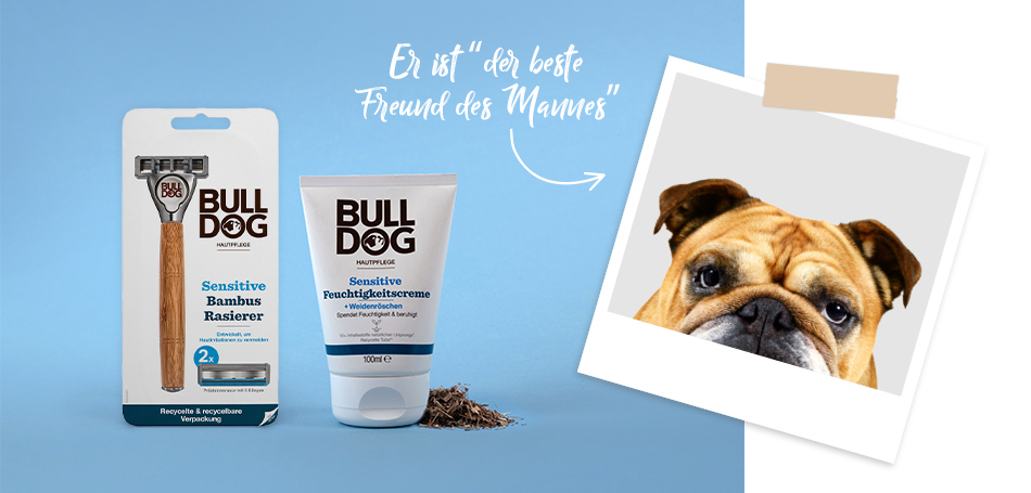 Die Bulldog Bulldogge begrüßt uns