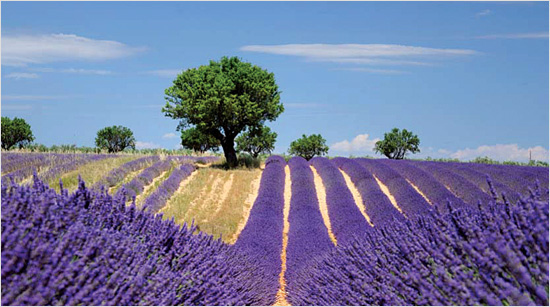 … beruhen auf der Küche und dem Lebensgefühl der Provence, einer Region in Frankreich. Das Cantadou Produktsortiment ist besonders vielseitig und …