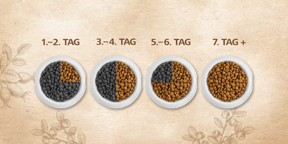 Carnilove: Futterumstellung in vier Schritten