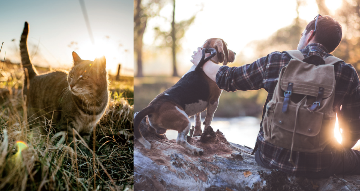Lasse Deinem Vierbeiner eine natürliche Ernährung probieren, die die wilden Wurzeln von Hund und Katze berücksichtigt und sie optimal versorgt.
