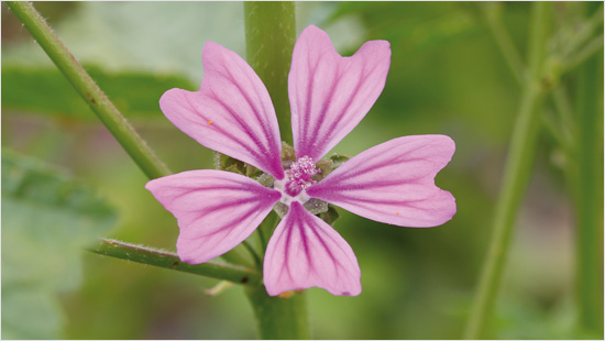 Dentilin<sup>&reg;</sup> enthält reizlinderndes, natürliches Bio-Malvenextrakt. Zusammen mit einem Extrakt aus den Blättern der Steviapflanze sorgt es für einen angenehmen Geschmack.