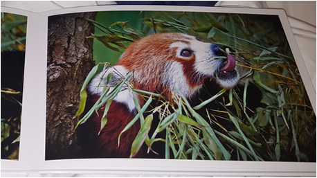 ...oder Naturaufnahmen - es gibt zahlreiche Ideen für Fotobuch-Projekte mit FotoPremio.