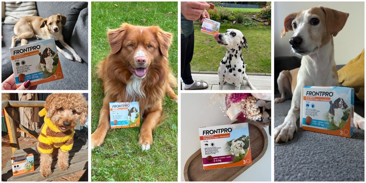 Hunde mit Frontpro