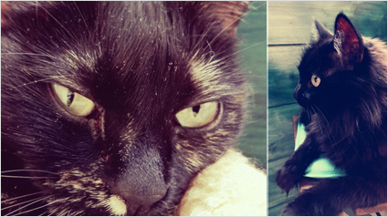 Detailaufnahmen mit dem Honor 4X zeigen selbst kleine verfangene Fusseln im Fell der Katze von trnd-Partnerin Poison-Ivy.