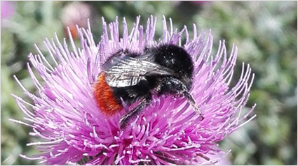 Das Honor 4X ermöglicht dank des All-Focus-Modus tolle Nah-Aufnahmen, bei denen der Fotos auch noch nach der Aufnahme auf andere Bildbereiche gelegt werden kann.