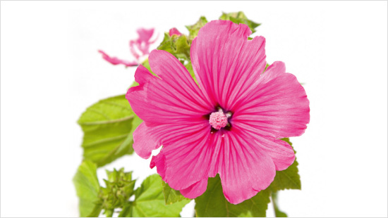 Ebenfalls zu den Wirkstoffen zählt Malve. Die Blätter und Blüten der Pflanze enthalten Schleimstoffe, die reizlindernd wirken.