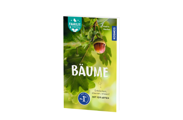 Welcher Baum streckt hier seine Krone in den Himmel, von welchem stammen die Blätter am Boden?