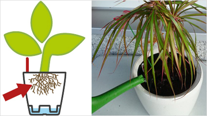 Da die Wurzeln noch nicht in den Feuchtbereich gewachsen sind, gießen wir  etwa zwei Wochen von oben auf die Erde.