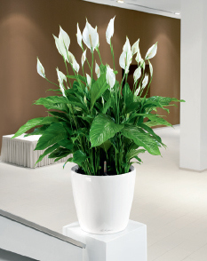 Für unser Projekt eignet sich besonders ein sogenanntes Einblatt.