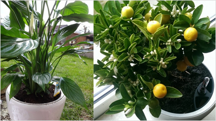 Heute möchten wir Tipps austauschen, wie wir unsere Pflanzen ideal umsorgen.