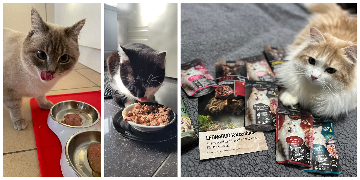 Leonardo Katzenfutter