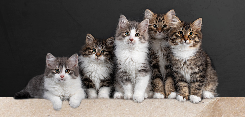 LEONARDO Katzenfutter