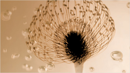 Botanische Öle wirken dem Austrocknen der Haarfaser entgegen und sorgen für ein außergewöhnliches Duft- und Anwendungserlebnis.