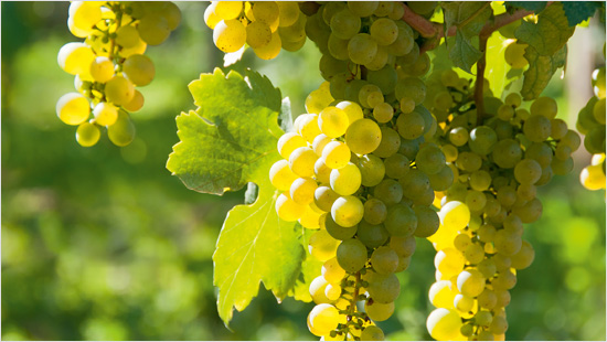 Er hat eine trockene, fein-fruchtige Note und besteht ausschließlich aus erlesenen Weinen bester Herkunftsgebiete eines Jahrgangs. 