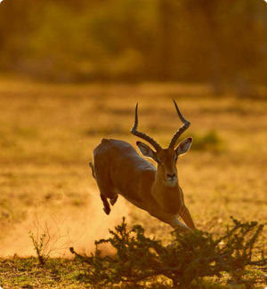 Nikon D500 Bildqualität