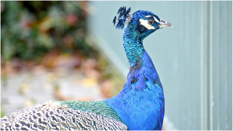 Der erste Eindruck zu den Nikon Spiegelreflexkameras.