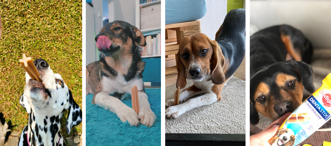 pedigree-dentastix-bekannt-machen