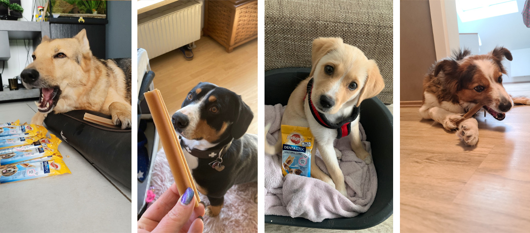 pedigree-dentastix-erster-eindruck