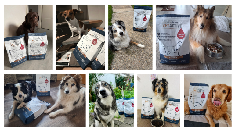Highlights im Projekt mit der PLATINUM VETACTIVE Senior Trockennahrung! 