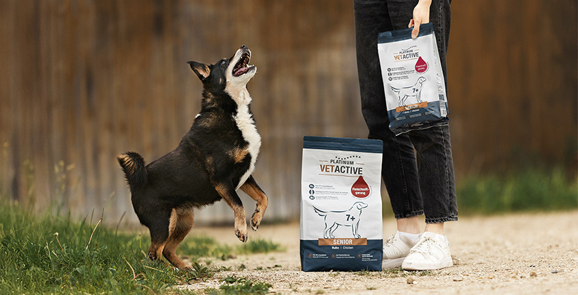 Das Bild von einem Hund mit PLATINUM VETACTIVE Senior Trockennahrung