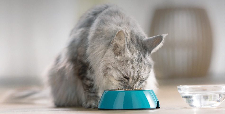 PURINA® ONE® High Protein und PURINA® ONE® HYDRALIFE™
