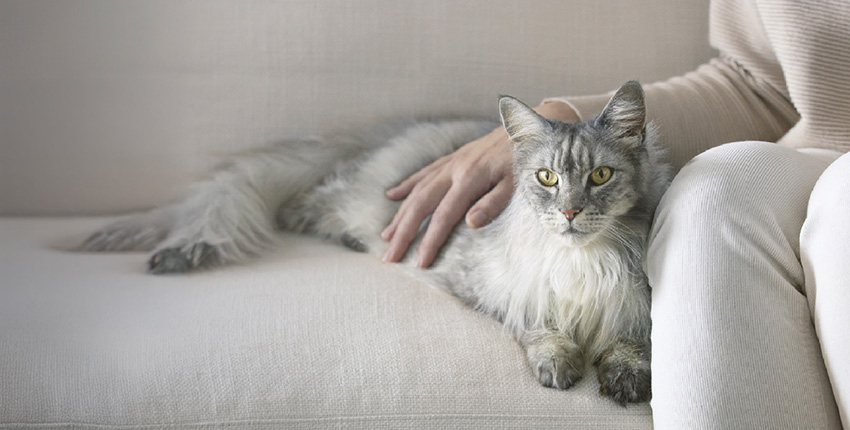 PURINA® ONE® Produkte im trnd-Projekt