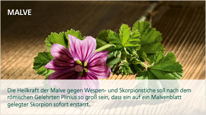 Die Heilkraft der Malve...