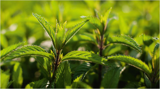 Natürliches Menthol ist eine wichtiger Bestandteil der extragroßen, flüssigen Füllung, die sich erwärmt und im gesamten Mund-, Hals- und Rachenraum verteilt. 