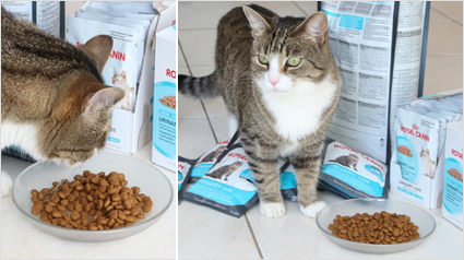 Die lieben Naschkatzen weiterhin mit Urinary Care verwöhnen.