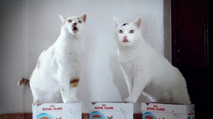 Vielen Dank unseren lieben ROYAL CANIN Urinary Care Testern.