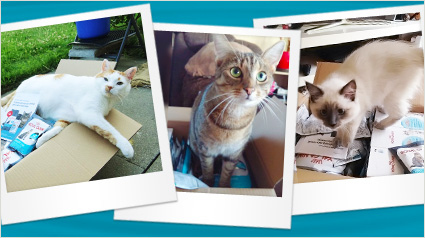 Katzen in Kisten im ROYAL CANIN Urinary Care Projekt