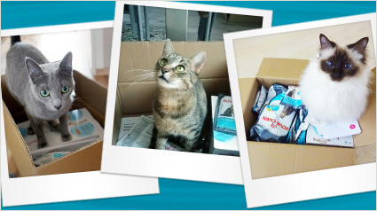 Katzen in Kisten im ROYAL CANIN Urinary Care Projekt