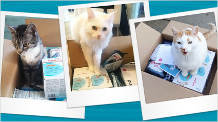 Katzen in Kisten im ROYAL CANIN Urinary Care Projekt