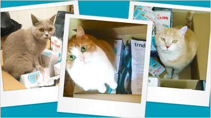 Katzen in Kisten im ROYAL CANIN Urinary Care Projekt